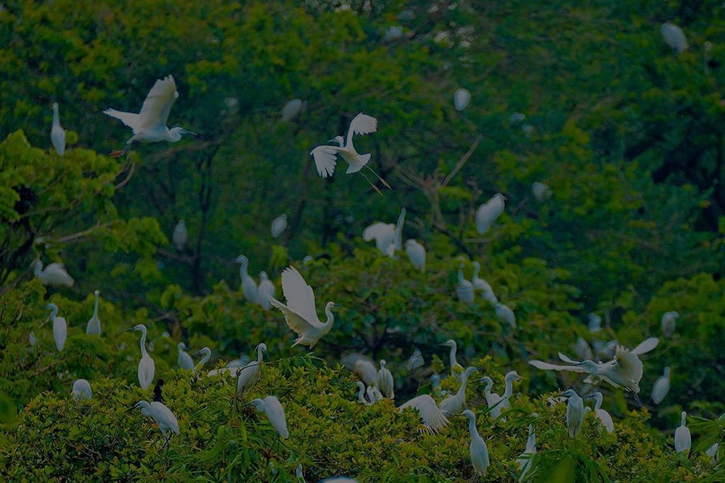 Bang Lang Stork Sanctuary